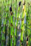 Equisetum fluviatile. Верхушки побегов со стробилами и развивающимися боковыми веточками. Магаданская обл., окр. г. Магадан, нижнее течение р. Магаданка, небольшое озеро. 30.06.2022.