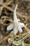 Delphinium leptocarpum