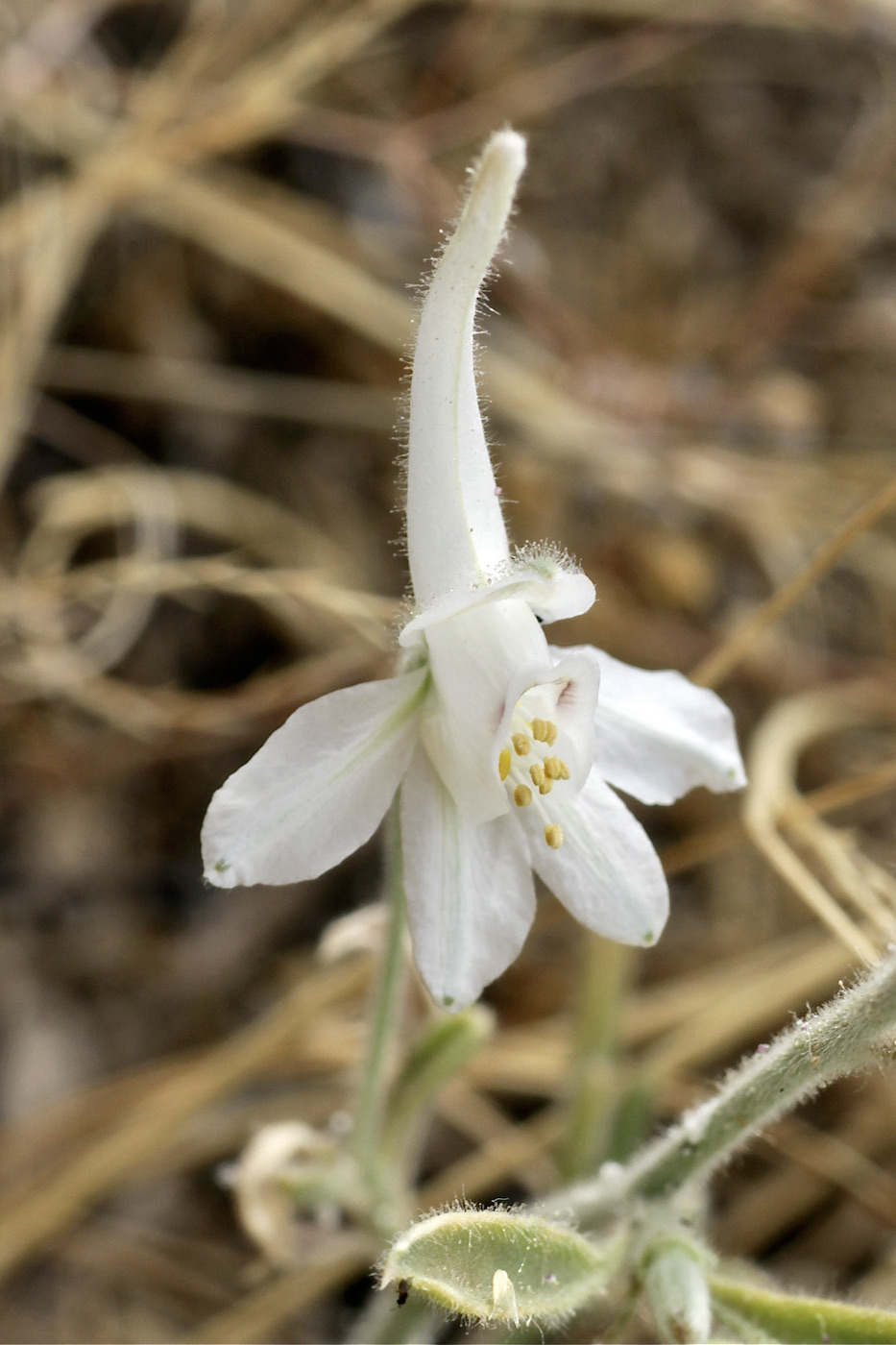 Image of Delphinium leptocarpum specimen.