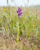 Anacamptis morio subspecies caucasica. Цветущее растение. Крым, Керченский п-ов, Приазовье, мыс Тархан, степь на приморском склоне. 01.05.2019.