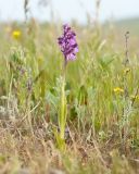 Anacamptis morio подвид caucasica. Цветущее растение. Крым, Керченский п-ов, Приазовье, мыс Тархан, степь на приморском склоне. 01.05.2019.