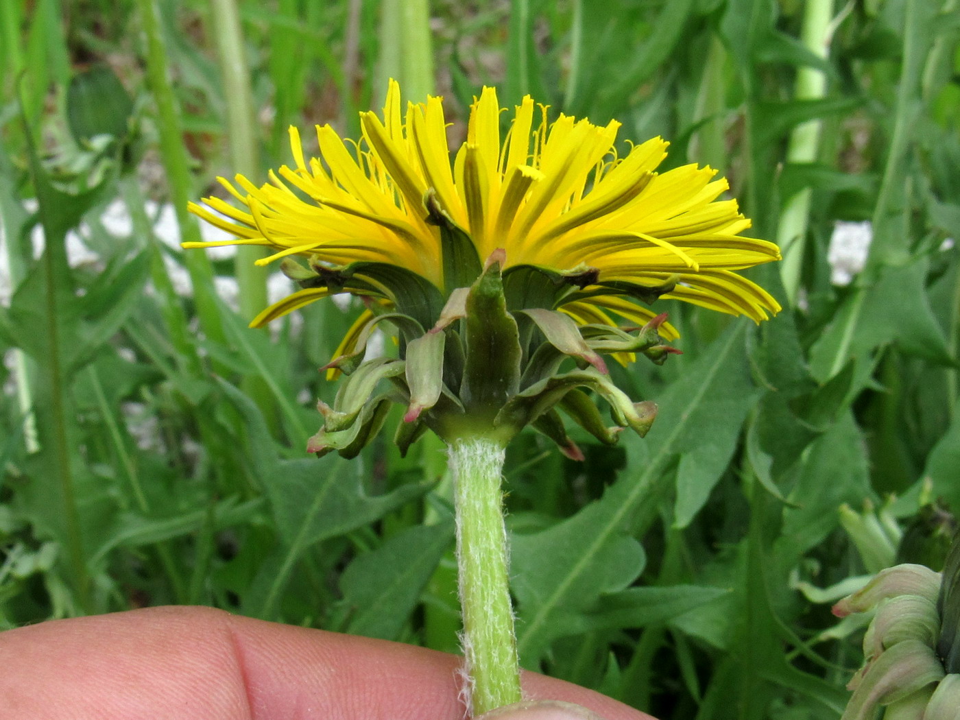 Изображение особи Taraxacum printzii.