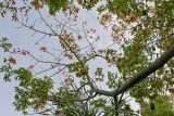 Ceiba speciosa