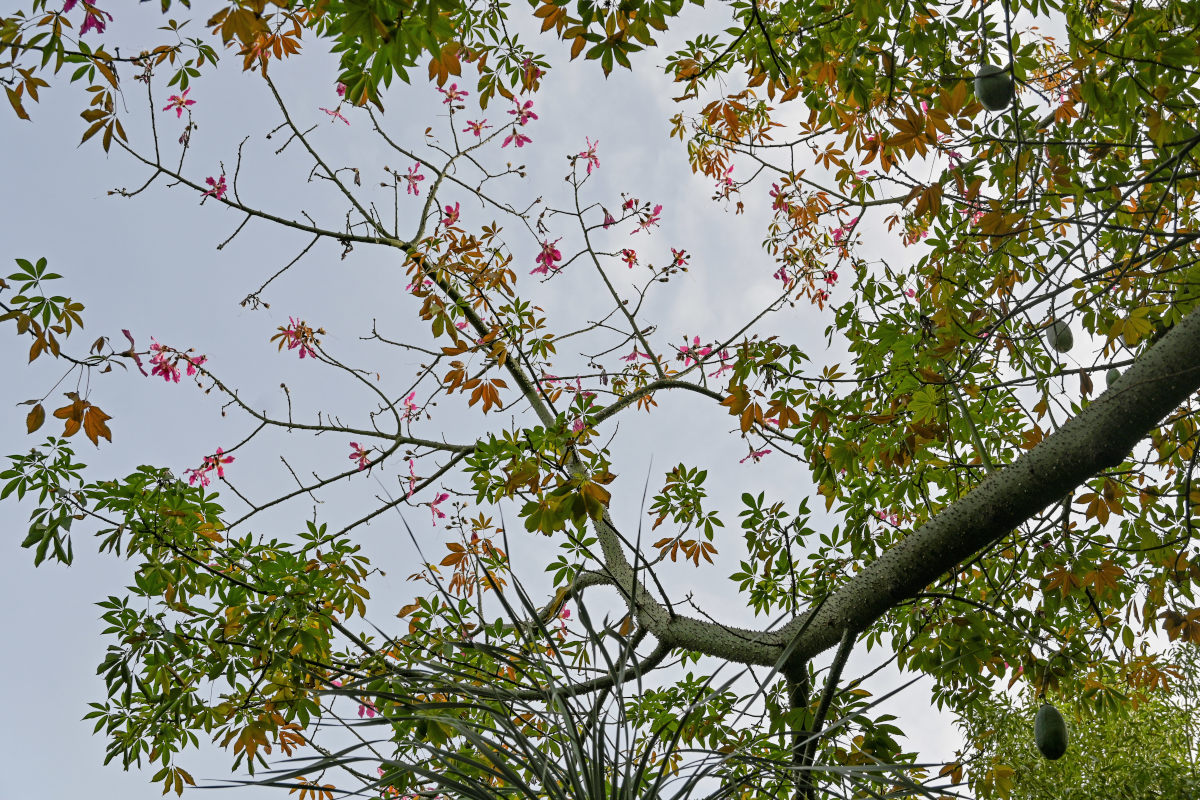 Image of Ceiba speciosa specimen.