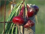 Allium cepa. Луковицы и стебли извлечённого из земли растения. Московская обл., Раменский р-н, окр. дер. Хрипань, садовый участок. Июль 2000 г.