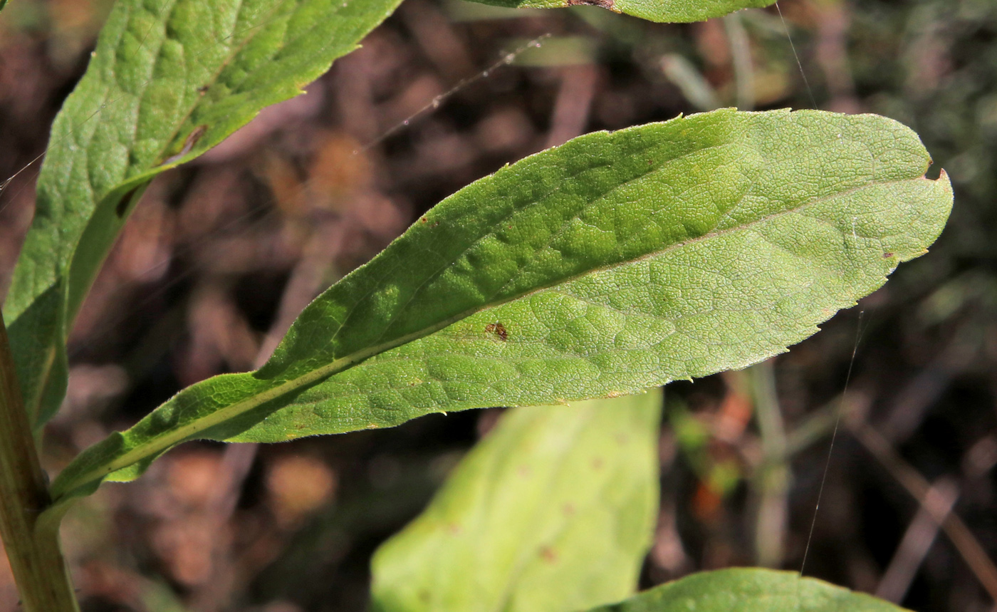 Изображение особи Solidago virgaurea.