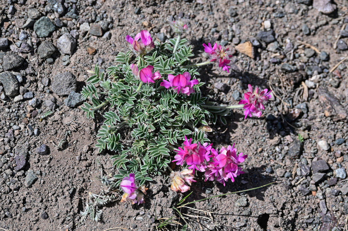 Image of Hedysarum minjanense specimen.