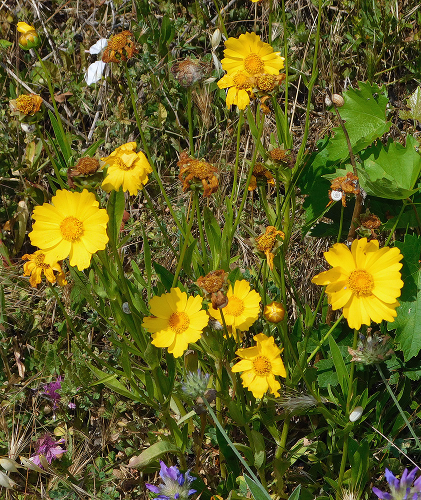 Image of Coreopsis grandiflora specimen.