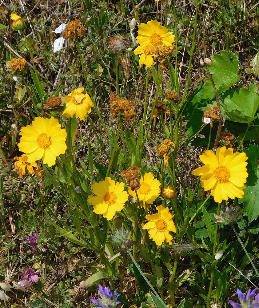 Изображение особи Coreopsis grandiflora.