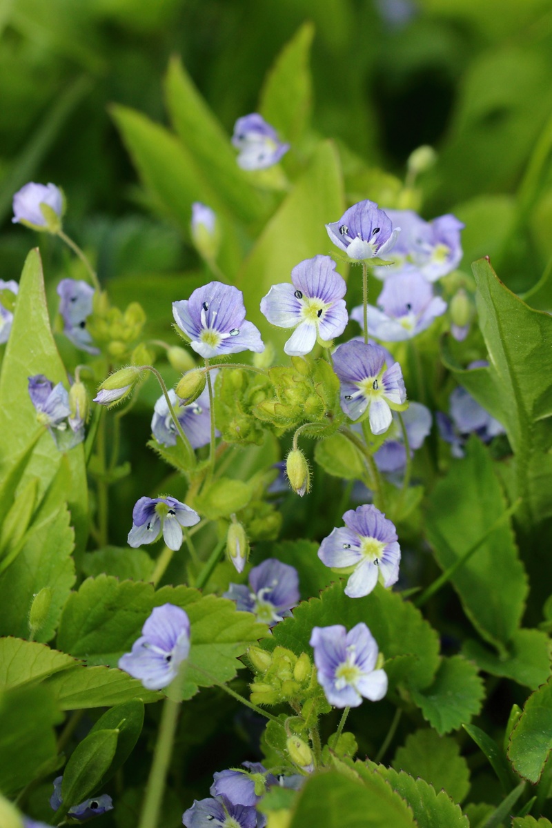 Image of Veronica filiformis specimen.