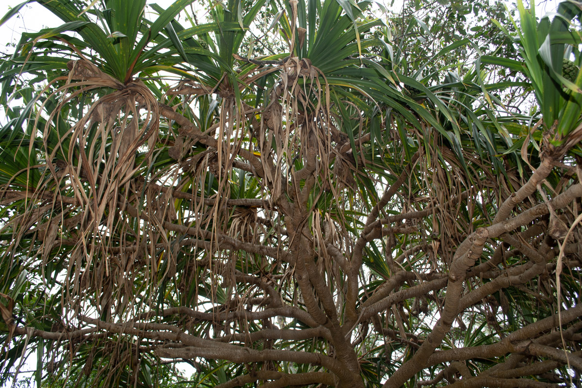 Изображение особи Pandanus odorifer.