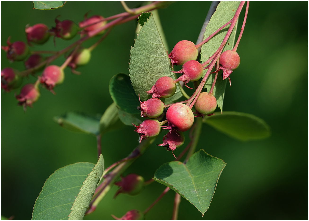 Image of Amelanchier spicata specimen.