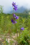 Campanula woronowii. Верхушка цветущего растения. Краснодарский край, Адлерский р-н, хр. Аибга, 2240 м н.у.м., обочина горнолыжной трассы. 29.07.2023.