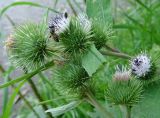 Arctium minus