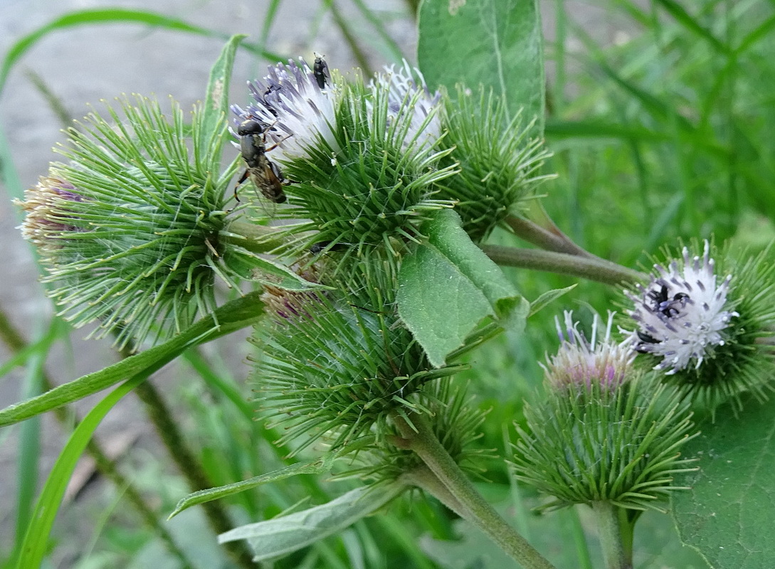 Изображение особи Arctium minus.