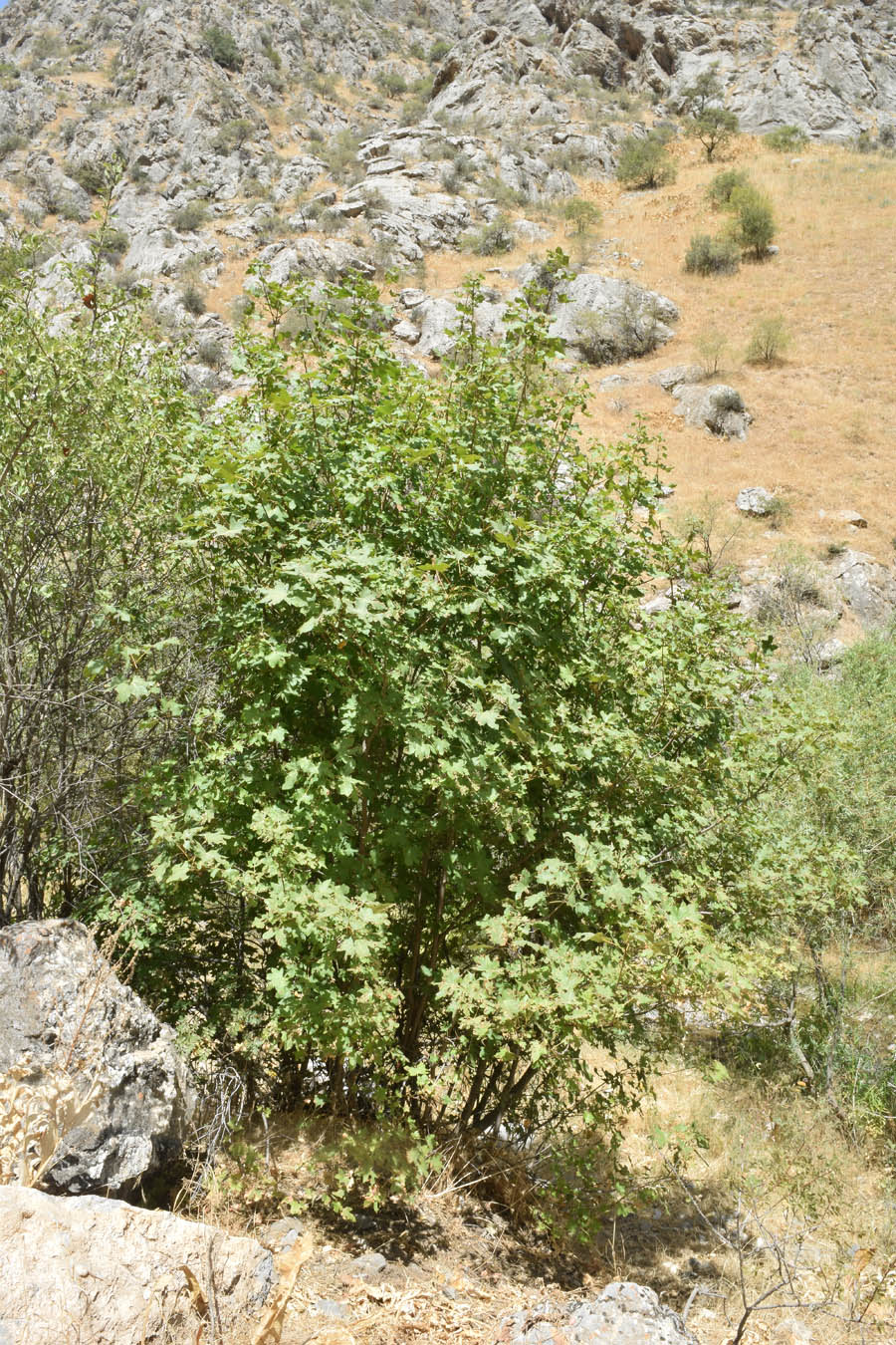 Image of Acer turkestanicum specimen.