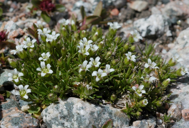 Изображение особи Minuartia biflora.