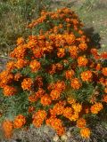 Tagetes erecta. Цветущие растения. Хабаровский край, г. Хабаровск, ул. Ульяновская 60, в культуре. 13.10.2023.