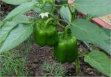 Capsicum annuum