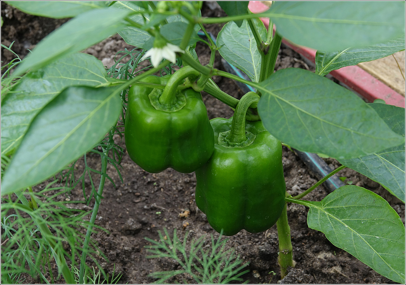 Изображение особи Capsicum annuum.