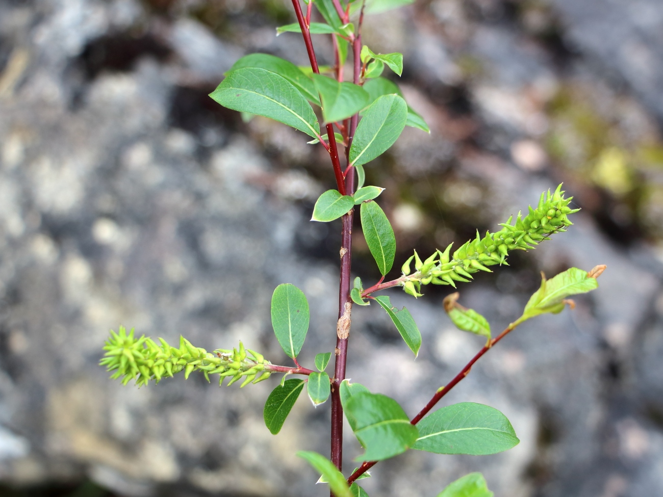 Image of Salix saposhnikovii specimen.