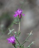 Centaurea gulissaschvilii