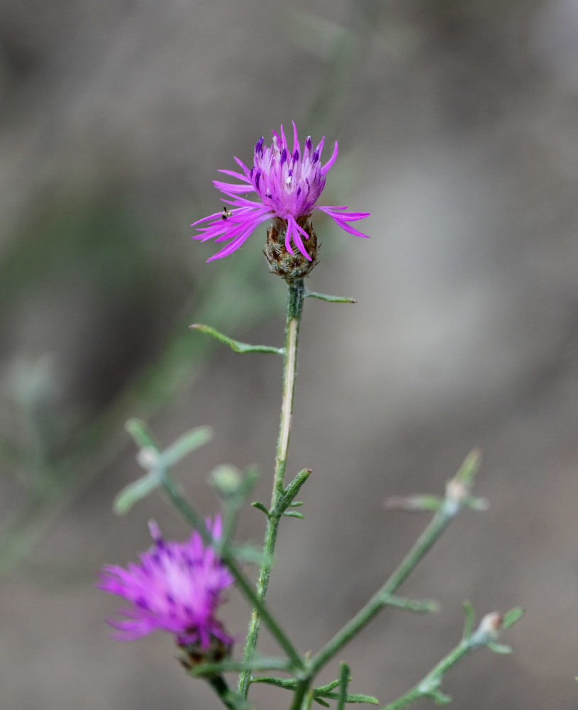 Изображение особи Centaurea gulissaschvilii.