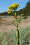 Isatis tinctoria. Верхушка побега с цветущим терминальным и развивающимися пазушными соцветиями. Ленинградская обл., Выборгский р-н, вост. берег Ермиловского залива, песчаный пляж на опушке сосняка, псаммофильное сообщество с доминированием злаков. 11.06.2023.