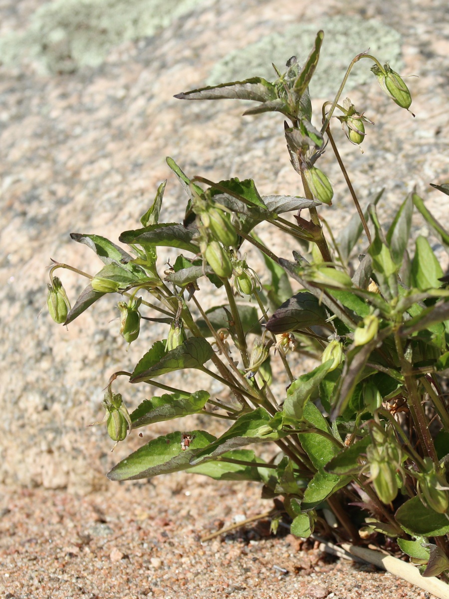 Image of Viola &times; litoralis specimen.