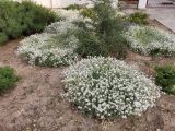 род Cerastium. Цветущие растения. Волгоград, переулок Озёрный. 15.05.2020.