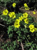 Oxalis pes-caprae