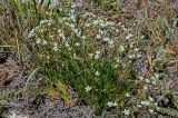 Minuartia lineata