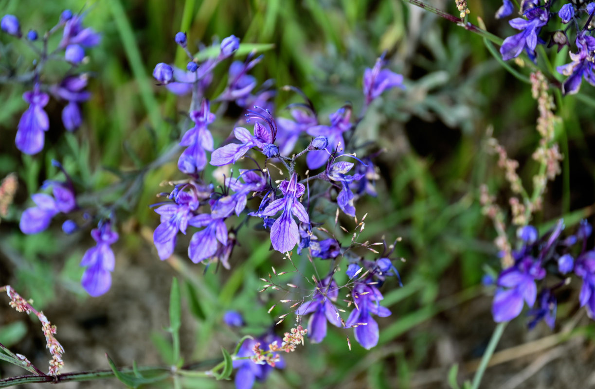 Image of Teucrium orientale specimen.