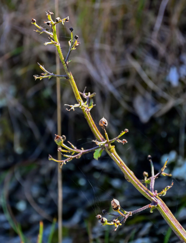 Image of Scrophularia grayana specimen.