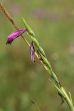 Gladiolus imbricatus. Отцветающее (запоздало) соцветие в условиях засушливого лета. Беларусь, Витебская обл., окр. пос. Езерище, сырой лабазниковый луг. 27.07.2023.