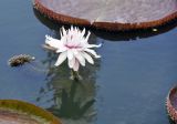 Victoria amazonica