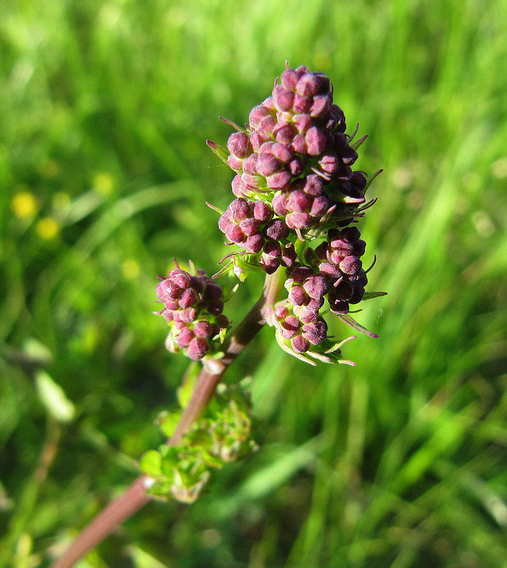 Image of Thalictrum foetidum specimen.