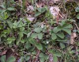 Potentilla micrantha