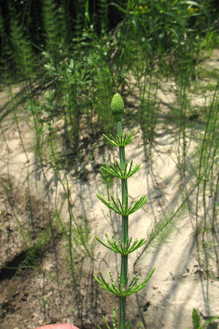 Image of Equisetum fluviatile specimen.