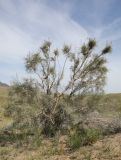Haloxylon persicum