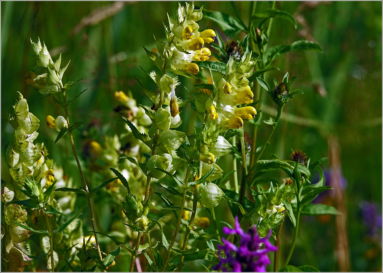 Изображение особи Rhinanthus aestivalis.