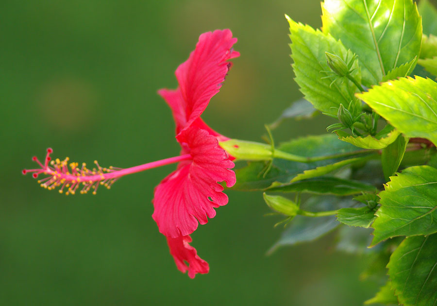 Image of Hibiscus rosa-sinensis specimen.