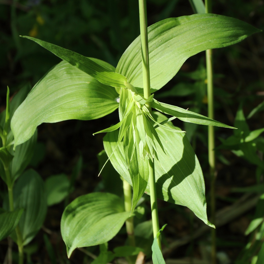 Изображение особи Epipactis helleborine.