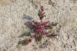 Oxybasis chenopodioides