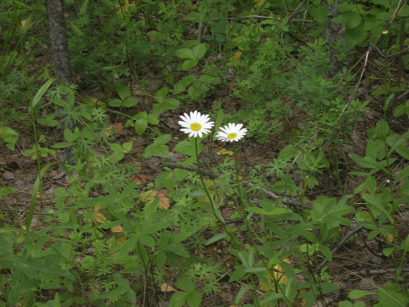 Изображение особи Leucanthemum ircutianum.