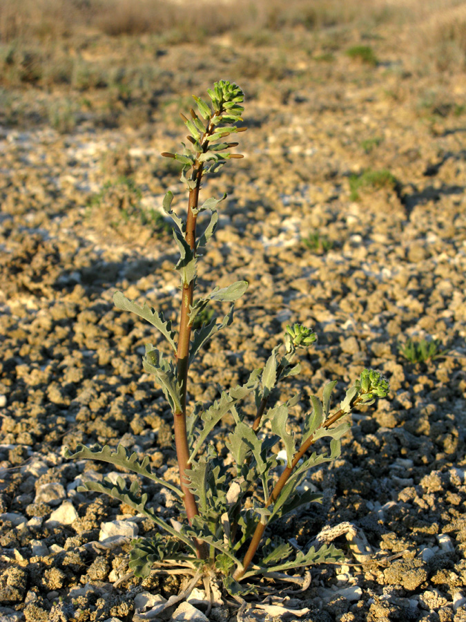 Изображение особи Matthiola tatarica.