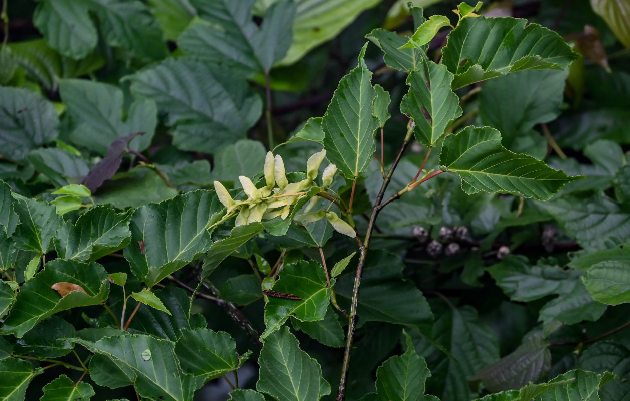 Image of Acer davidii specimen.