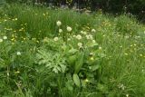 Allium victorialis