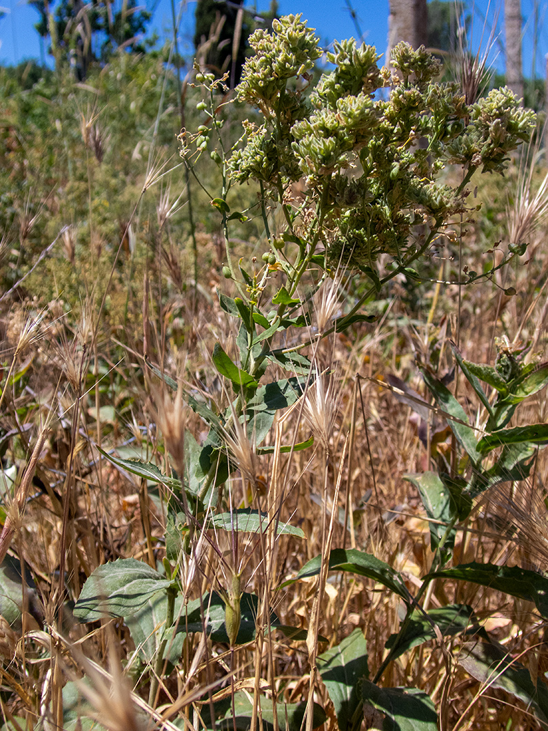 Image of Cardaria draba specimen.