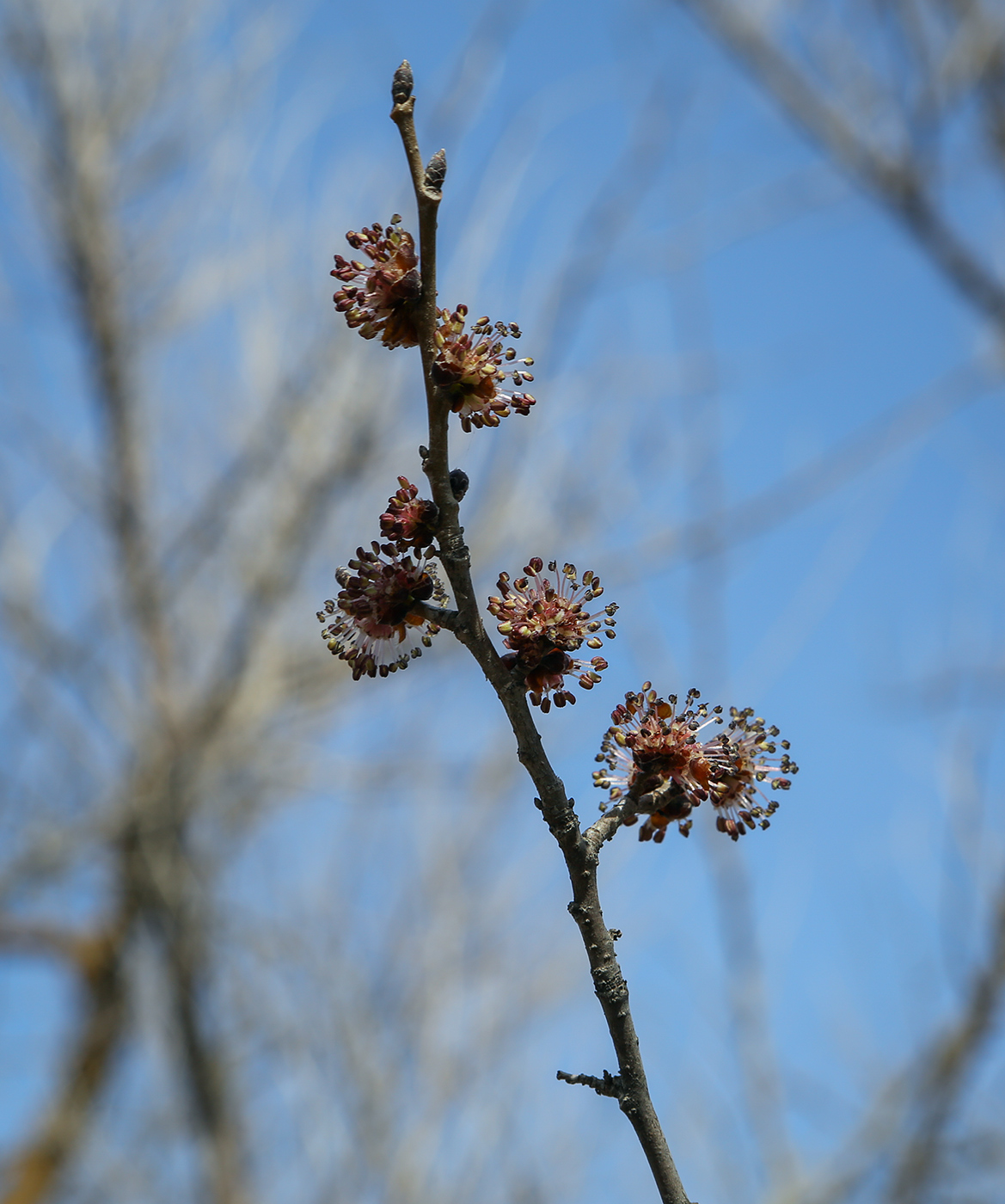 Image of genus Ulmus specimen.
